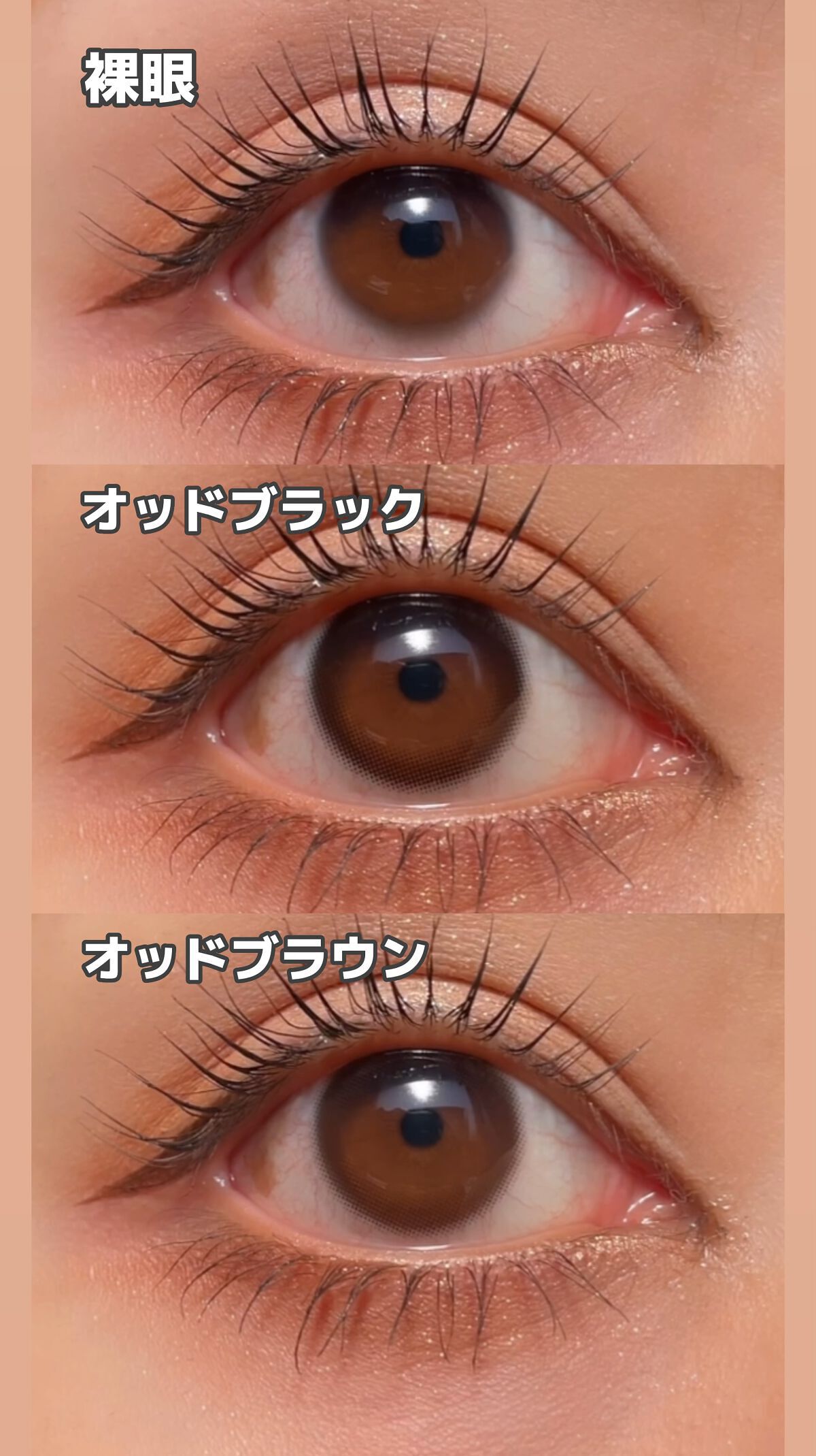 キッチュリング ワンデー(Kitsch Ring 1day)/OLOLA/ワンデー（１DAY）カラコンの動画クチコミ1つ目