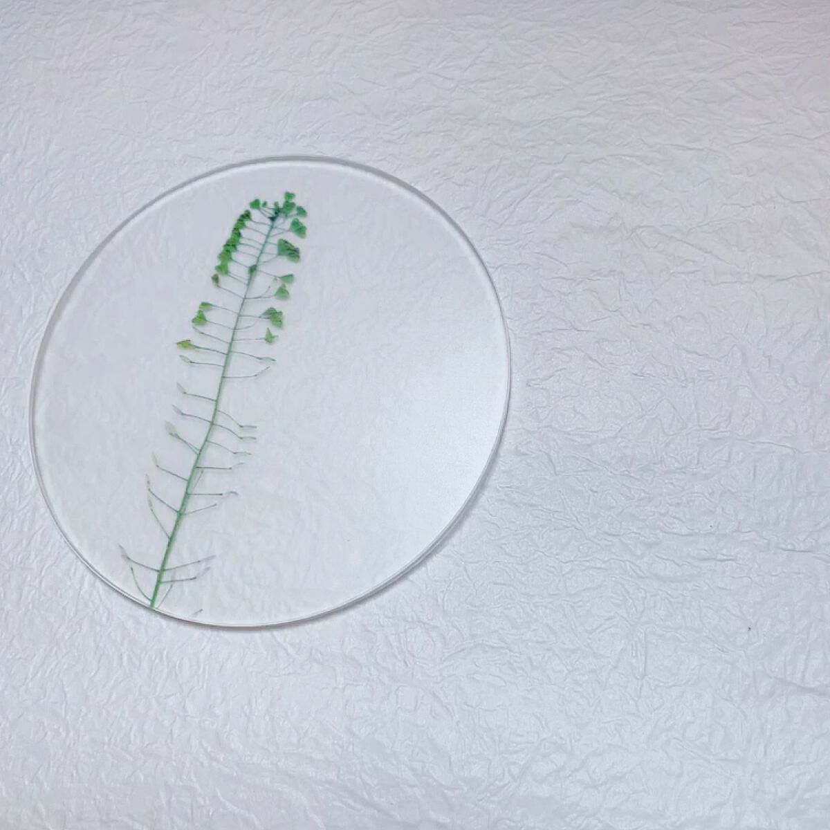 デイバリアモイスチャライザー/fillwith/ミスト状化粧水を使ったクチコミ（2枚目）