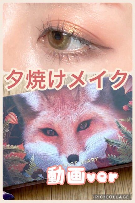 エクスプローラ12色 動物アイシャドウパレット | 赤狐 エクスプローラ12色 動物アイシャドウパレット | 赤狐