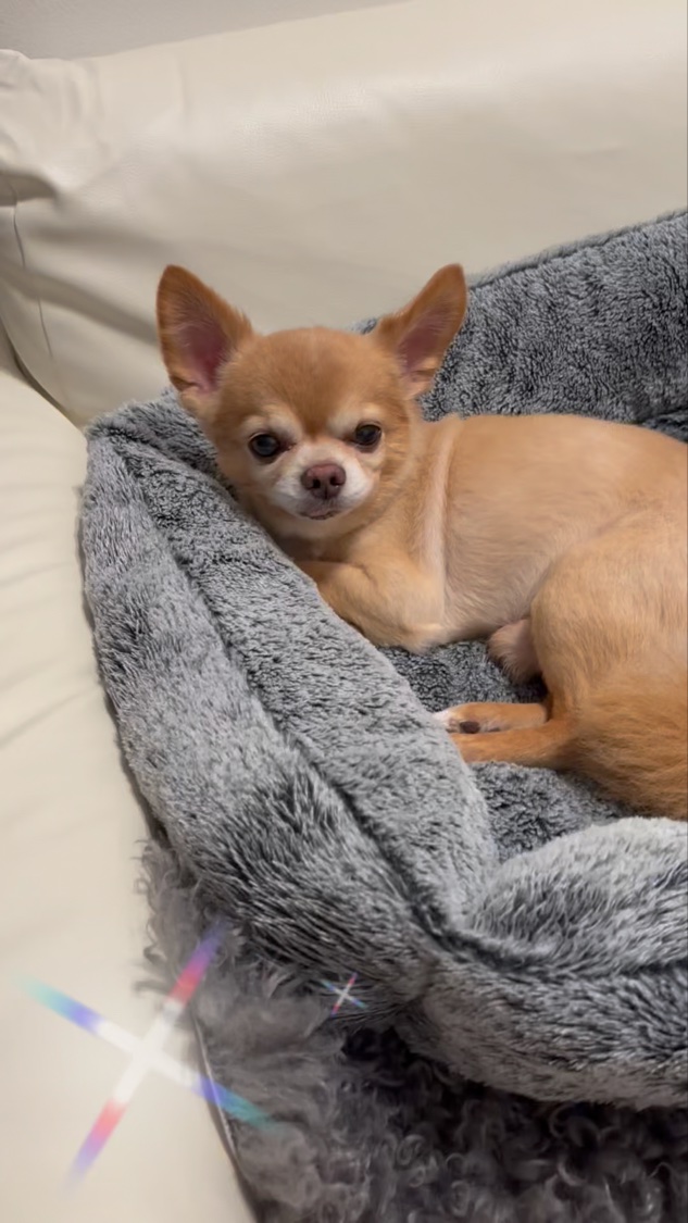 ブルーハイドレンジア リペアヘアオイル/Flora Notis JILL STUART/ヘアオイルの動画クチコミ1つ目