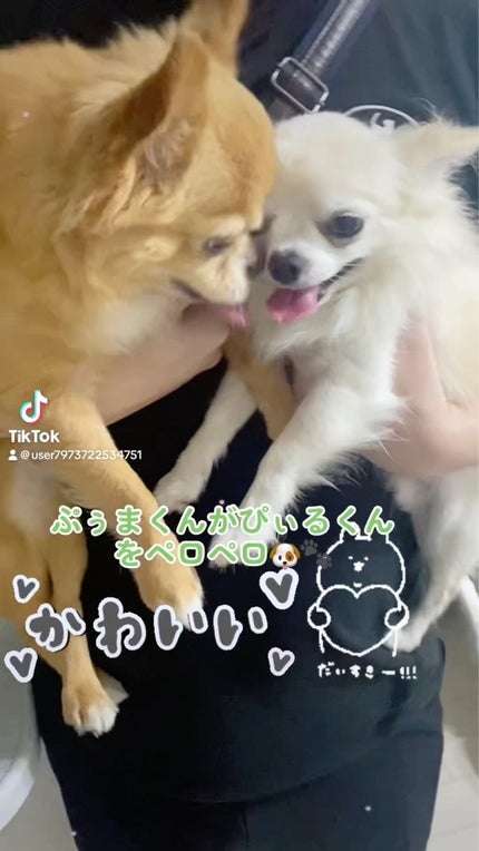 ぷぅぴぃ《紫コス部💜💗》 on LIPS 「ISHIYA白い恋人チョコレートドリンクあの白い恋人がドリンク..」(8枚目)