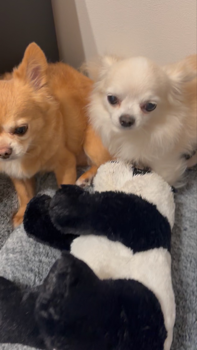 ＡＱ ブースティング トリートメント ヘアセラム/DECORTÉ/洗い流すヘアトリートメントの動画クチコミ2つ目