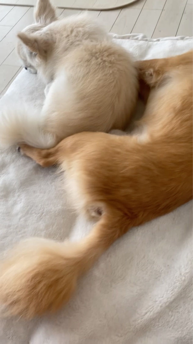 ネイルスタイラー/CLIO/マニキュアの動画クチコミ4つ目