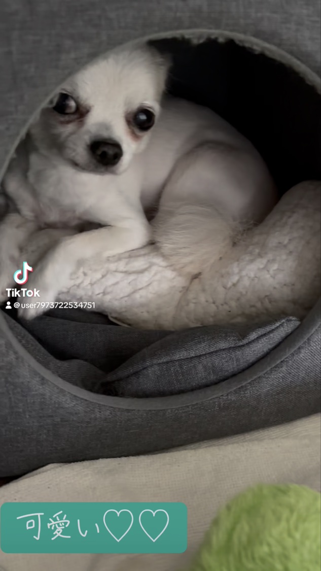 ボディウォッシュ BEE HUG/HACCI/ボディソープの動画クチコミ1つ目