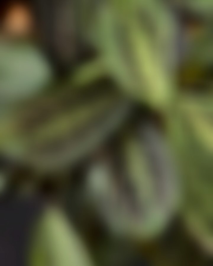 3番 すべすべキメケアシートマスク/numbuzin/シートマスク・パックを使ったクチコミ（2枚目）