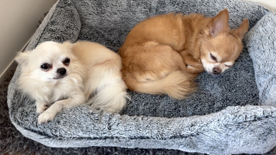 うるおい美容液/よーじや/美容液の動画クチコミ1つ目