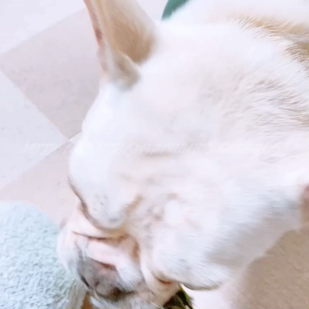 ウイルス除菌スプレーPK2/ミリオンパワー/その他の動画クチコミ3つ目