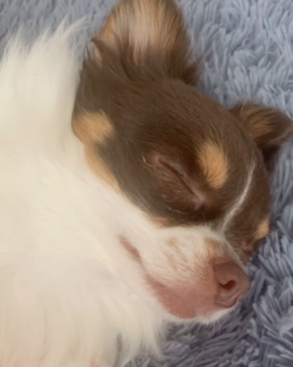 リバイバル ステムプラス/リッツ/美容液を使ったクチコミ（1枚目）