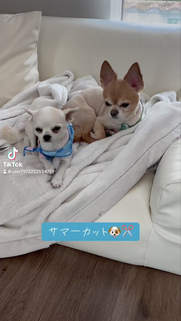 マイクロバイオームコラーゲンマスクパック/Sunnicorn/シートマスク・パックの動画クチコミ2つ目