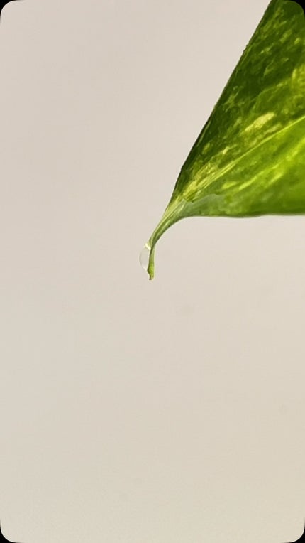 1番 青草たっぷり93%整肌トナー/numbuzin/化粧水の人気ショート動画