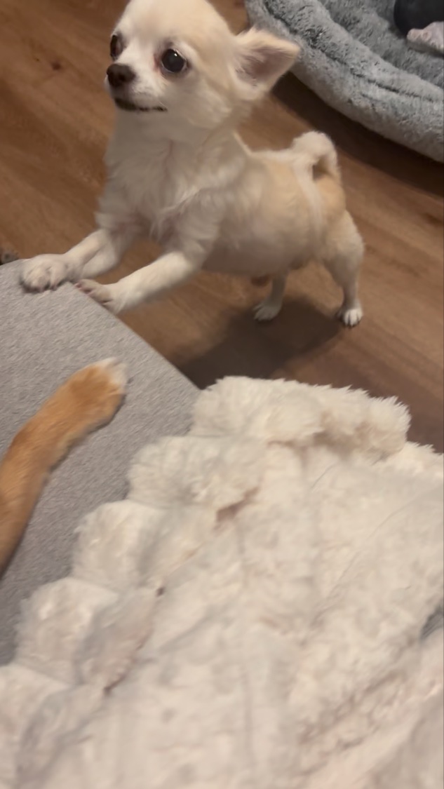 マルシェボン ドーナツソープ/イオン/ボディ石鹸の動画クチコミ1つ目