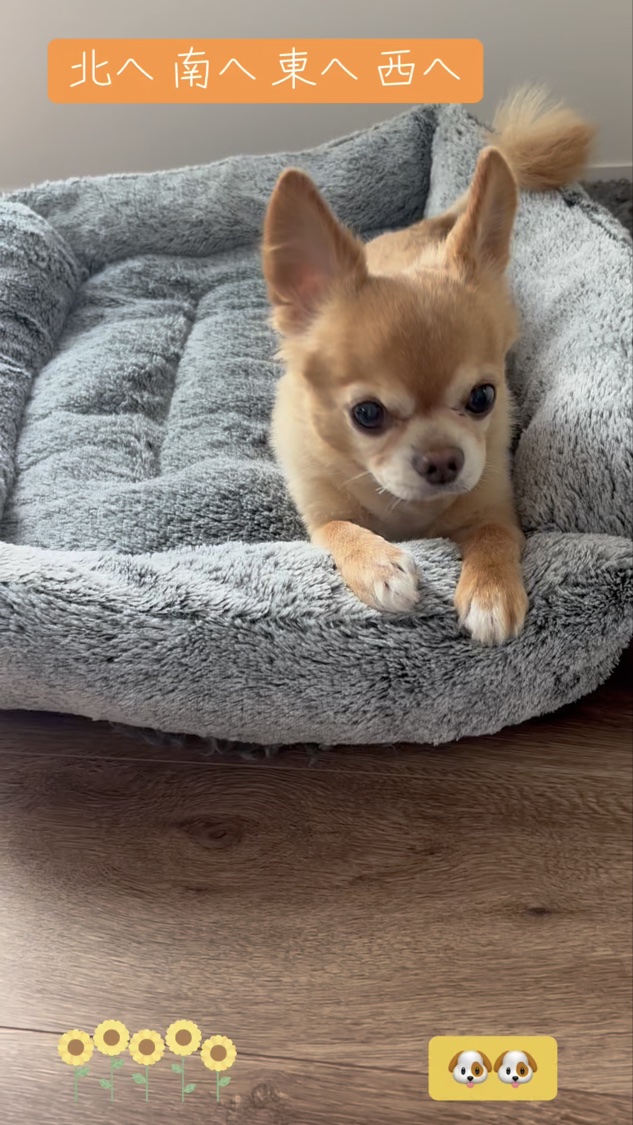 アディクション ザ リキッドブラッシュ フォギー/ADDICTION/リキッドチークの動画クチコミ3つ目