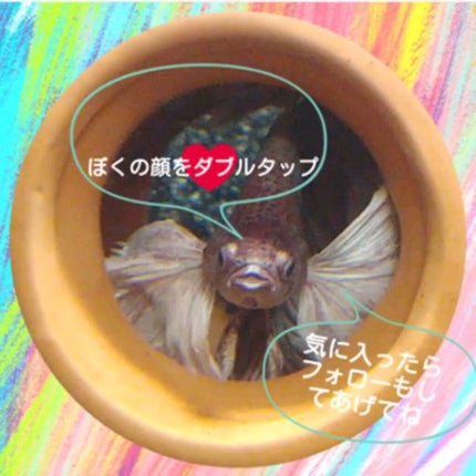 ワンデーリフレアビジュー/Refrear/ワンデー(1DAY)カラコンを使ったクチコミ(2枚目)