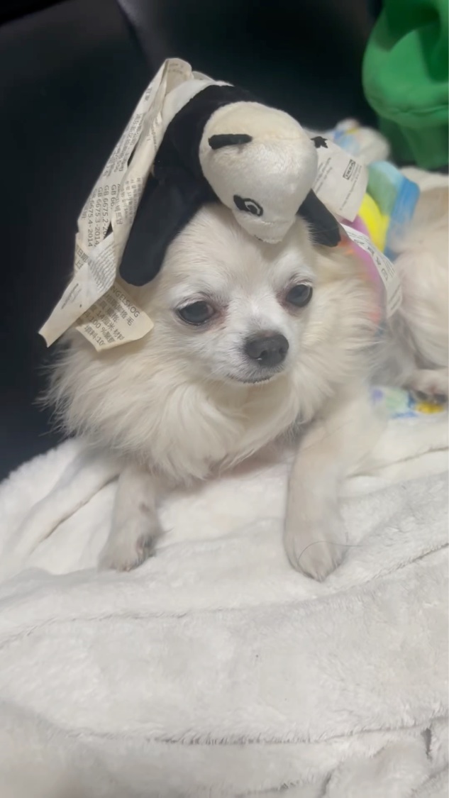 玄関・リビング用 消臭力/消臭力/その他の動画クチコミ1つ目