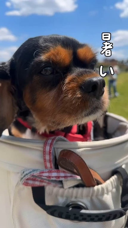 ひんやりシャツシャワー ミント&グレープフルーツの香り/ときわ商会/デオドラント・制汗剤の人気ショート動画