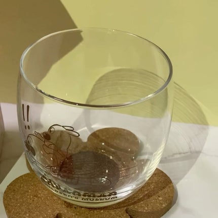 生きてる酵母+食物繊維/生きてる酵母シリーズ/ボディサプリメントを使ったクチコミ(7枚目)