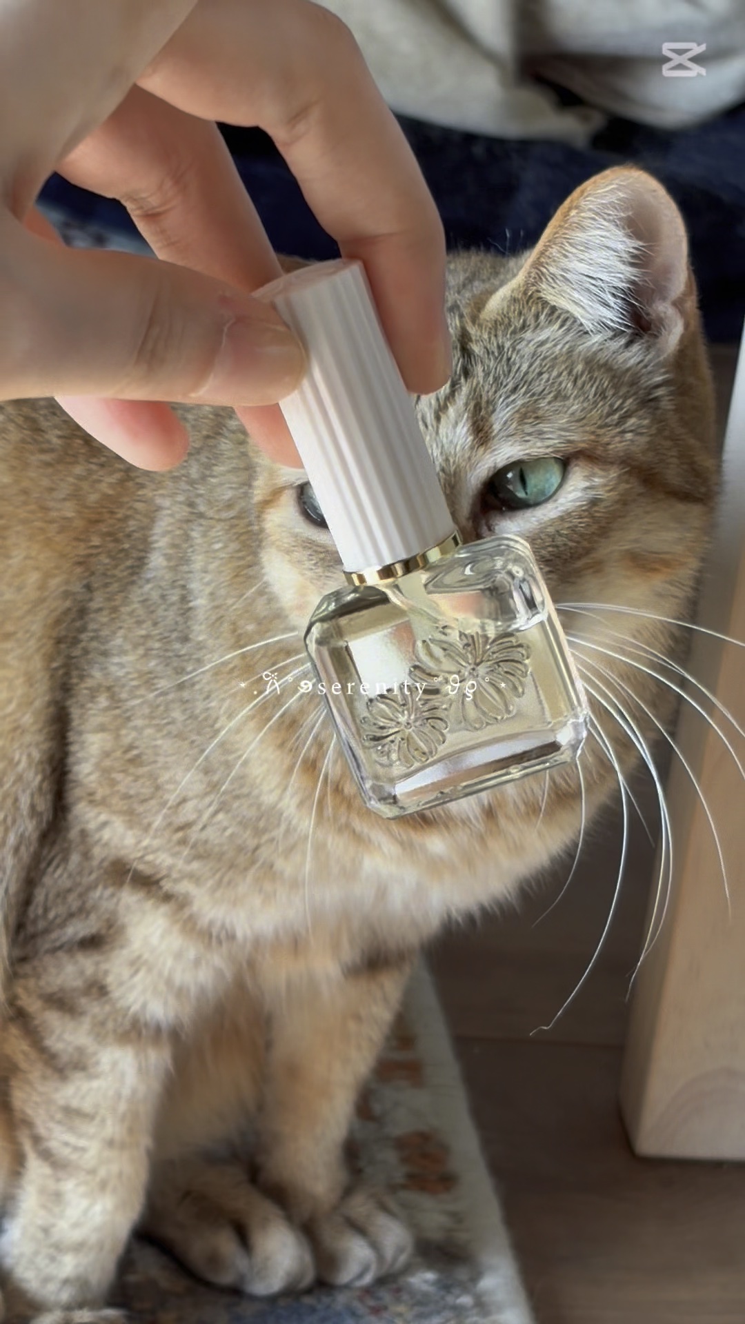 試してみた】ポール&ジョーアドベントカレンダー2025 PAUL & JOE