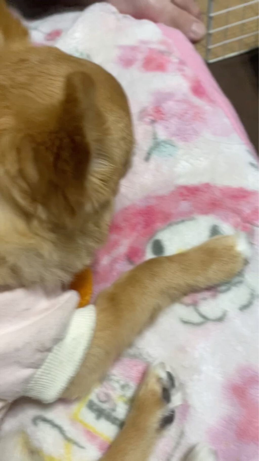 NEW美ルルスキンチェッカー/belulu/美顔器・マッサージの動画クチコミ1つ目