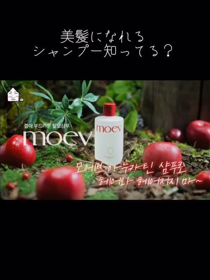 モエブ アヌカチン シャンプー/トリートメント/moev/市販シャンプーの人気ショート動画