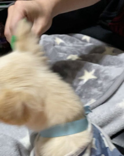 【旧品】パーフェクトスタイリストアイズ/キャンメイク/アイシャドウパレットを使ったクチコミ(4枚目)