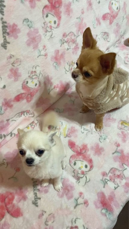 【旧】ディオール アディクト リップ マキシマイザー/Dior/リップグロスを使ったクチコミ(4枚目)