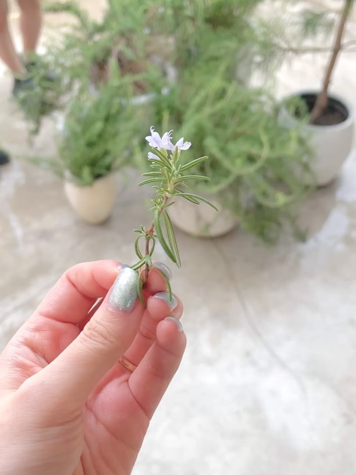 ハーブブレンダーラボ/SHIRO/香水(その他)の動画クチコミ1つ目