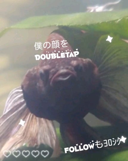 リブレ ヘアミスト/YVES SAINT LAURENT BEAUTE/ヘアスタイリングを使ったクチコミ(2枚目)