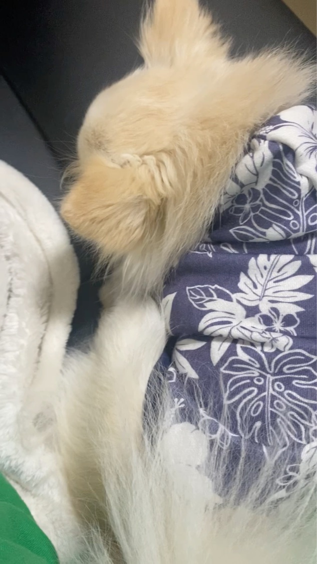 まつ毛パーマキット/LEPOREM/その他キットセットの動画クチコミ2つ目