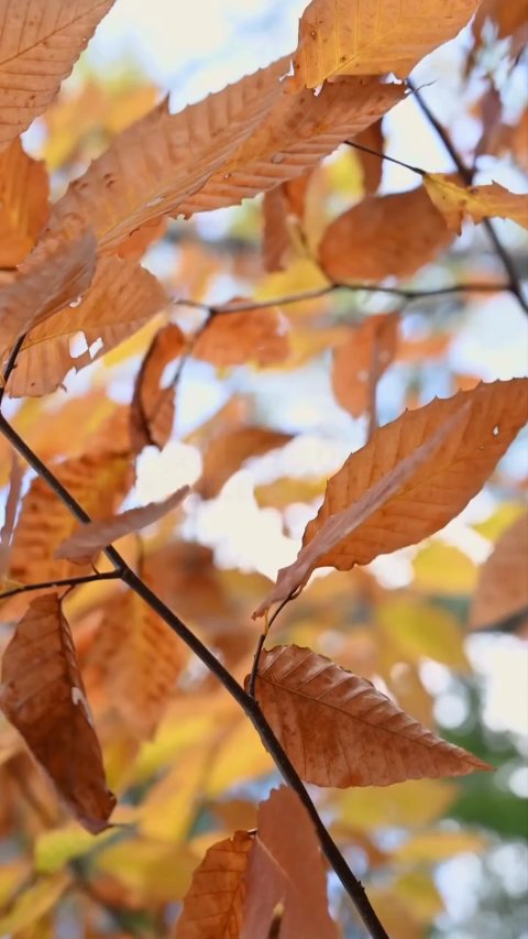 センシティブ スキン ウォッシングフォーム/OSAJI/泡洗顔の動画クチコミ1つ目