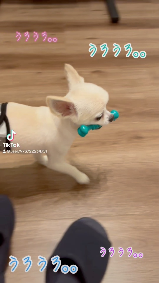 スナグルズ（シャワージェル）/ラッシュ/ボディソープの動画クチコミ1つ目