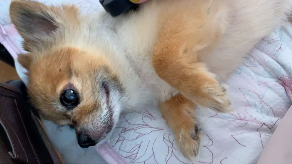 uka scalp brush kenzan/uka/スカルプブラシを使ったクチコミ（1枚目）