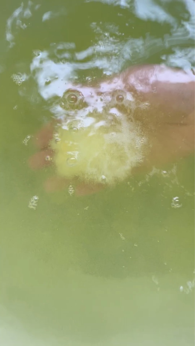 びっくらたまご ちいかわ カモミールの香り/バンダイ/炭酸系入浴剤を使ったクチコミ（3枚目）