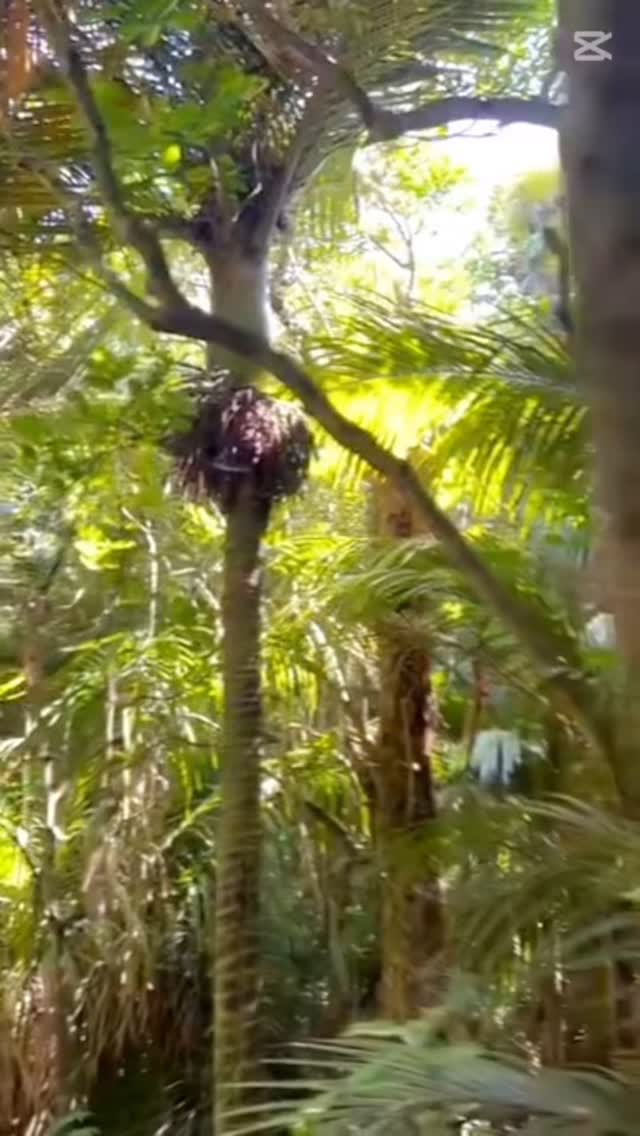 フレッシュリージュースドビタミンチャージングセラム(30ml)/Klairs/美容液の人気ショート動画