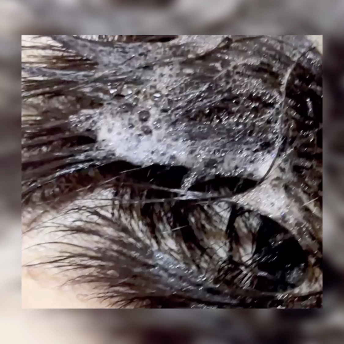 プルント　ヴェーリング美容液シャンプー／トリートメント/Purunt./シャンプー・コンディショナーを使ったクチコミ（3枚目）