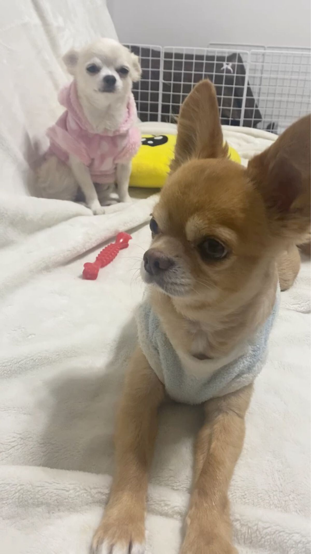 フレンドネイル(リニューアル品)	/DAISO/マニキュアの動画クチコミ5つ目