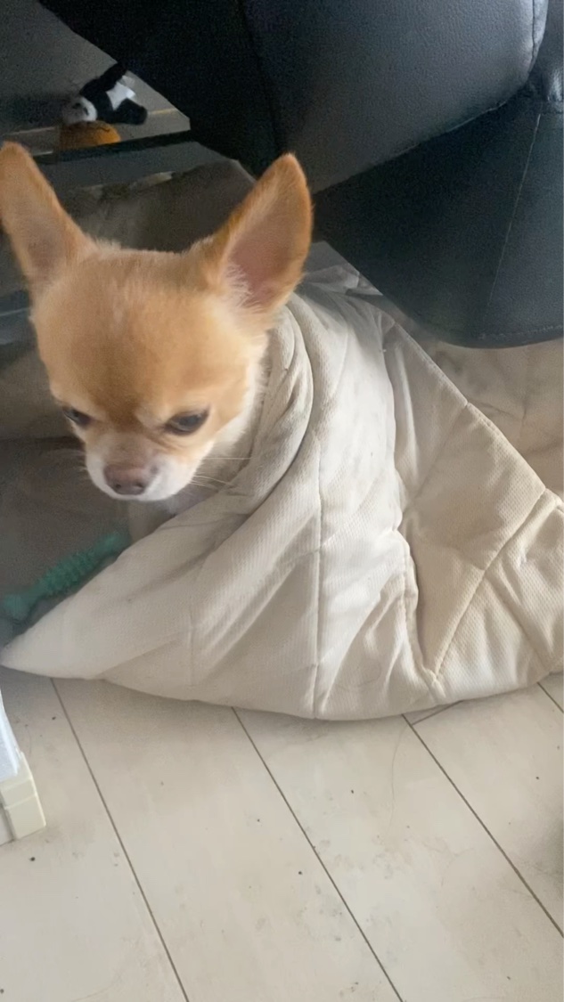 イレジスティブル ヘア ミスト/GIVENCHY/ヘアミストの動画クチコミ1つ目