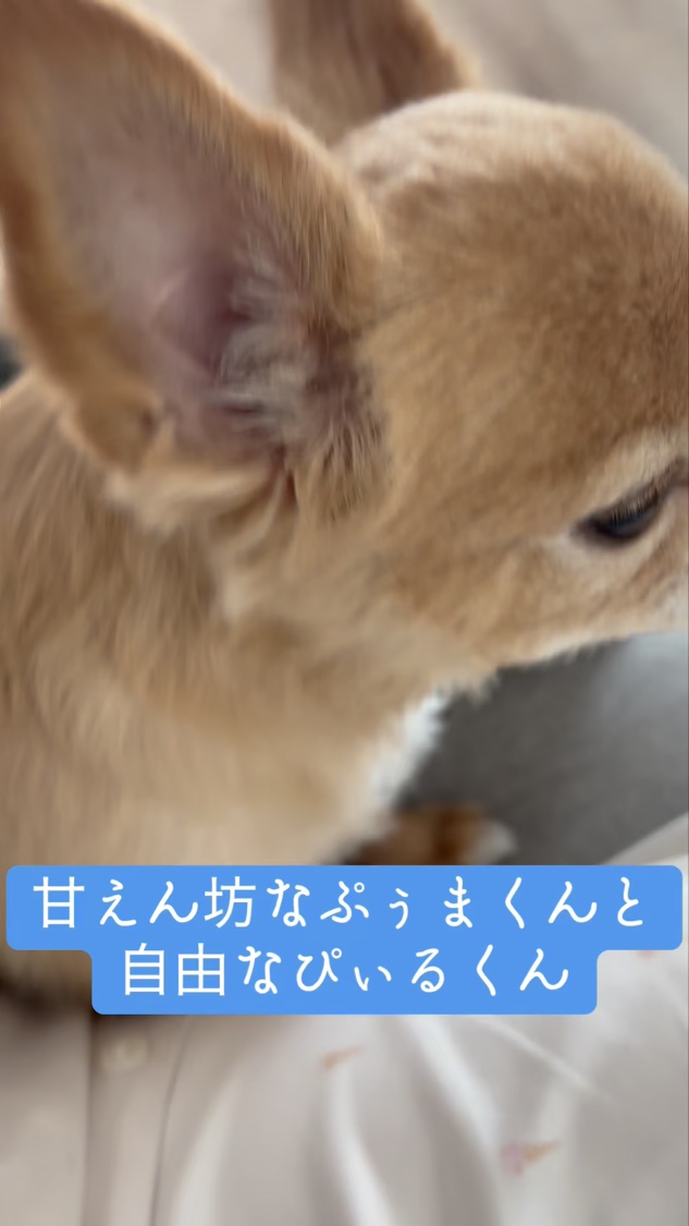 PH4.5 フェミニンウォッシュ バブルタイプ/アモーレパシフィック/ボディソープの動画クチコミ1つ目