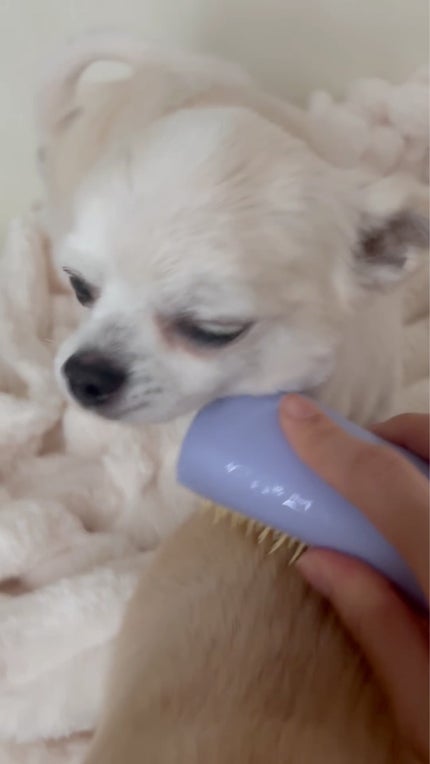 コンパクトスタイラー/TANGLE TEEZER/ヘアブラシを使ったクチコミ(6枚目)