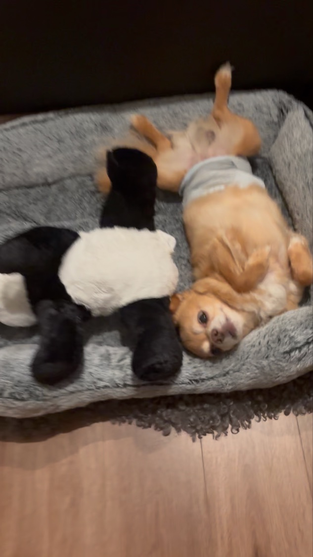 マジョリカ　マジョルカ　マジョロマンティカ　I/MAJOLICA MAJORCA/香水(レディース)の動画クチコミ5つ目