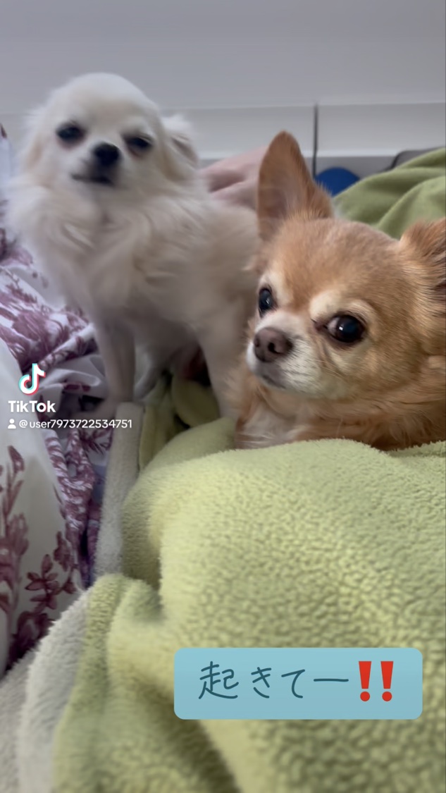 ネイル エナメル 細筆タイプ/ちふれ/マニキュアの動画クチコミ5つ目