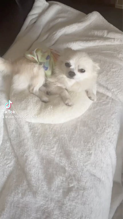 アリスシリーズ マスカラ/ZEESEA/マスカラを使ったクチコミ(9枚目)