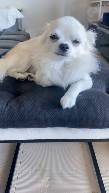 スナイデル パフュームド ヘア ミスト In Bloom/SNIDEL BEAUTY/ヘアミストを使ったクチコミ(5枚目)