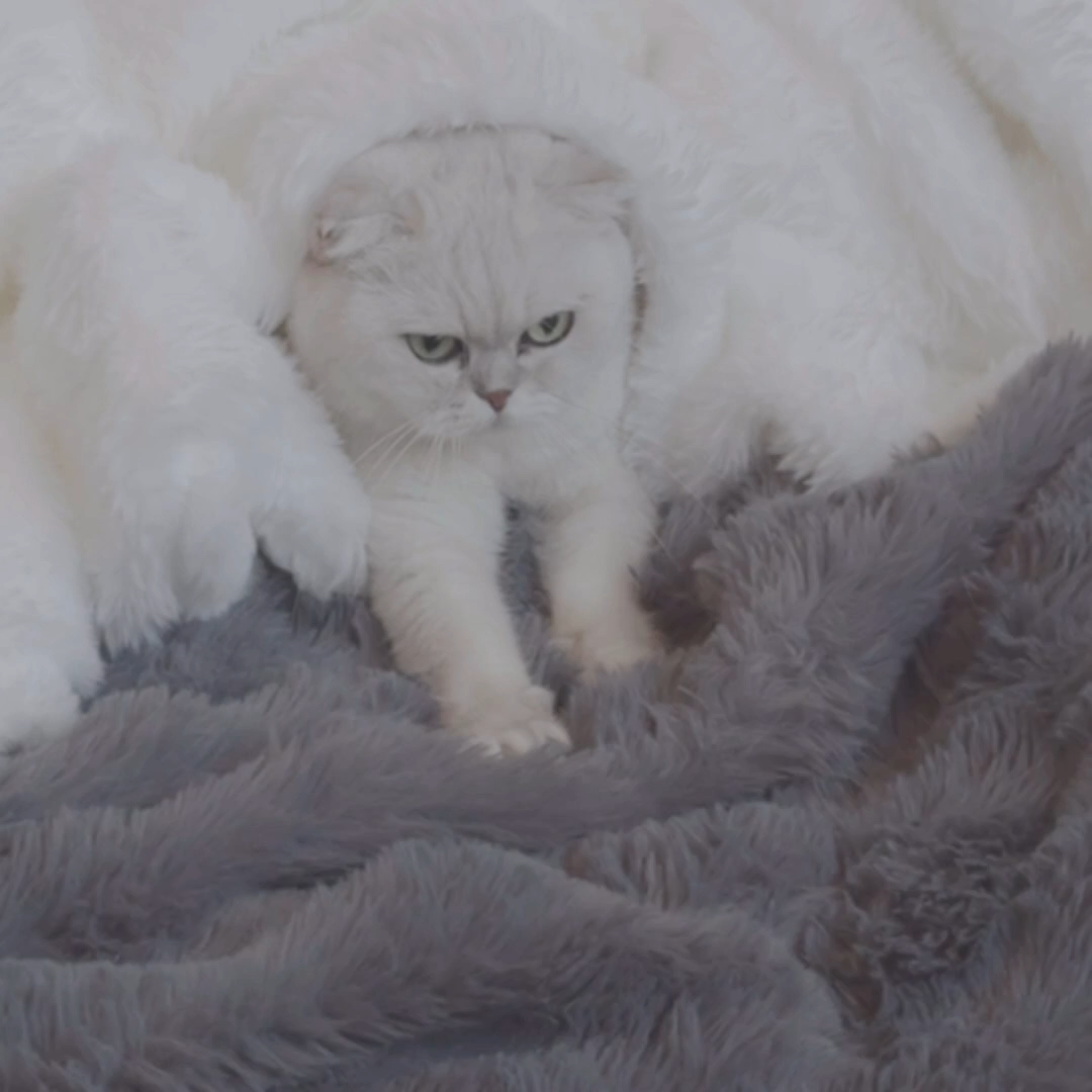 毛布/KONCIWA/その他を使ったクチコミ（2枚目）