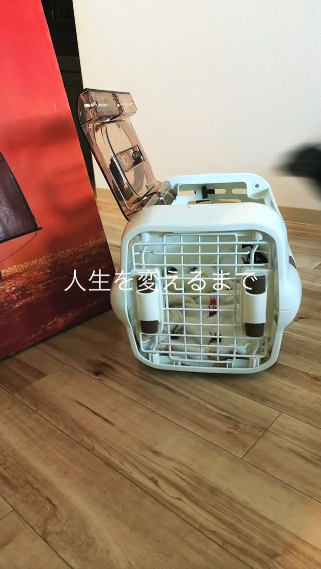 カフェインリフトエッセンスマスク/ピュレア/シートマスク・パックの人気ショート動画