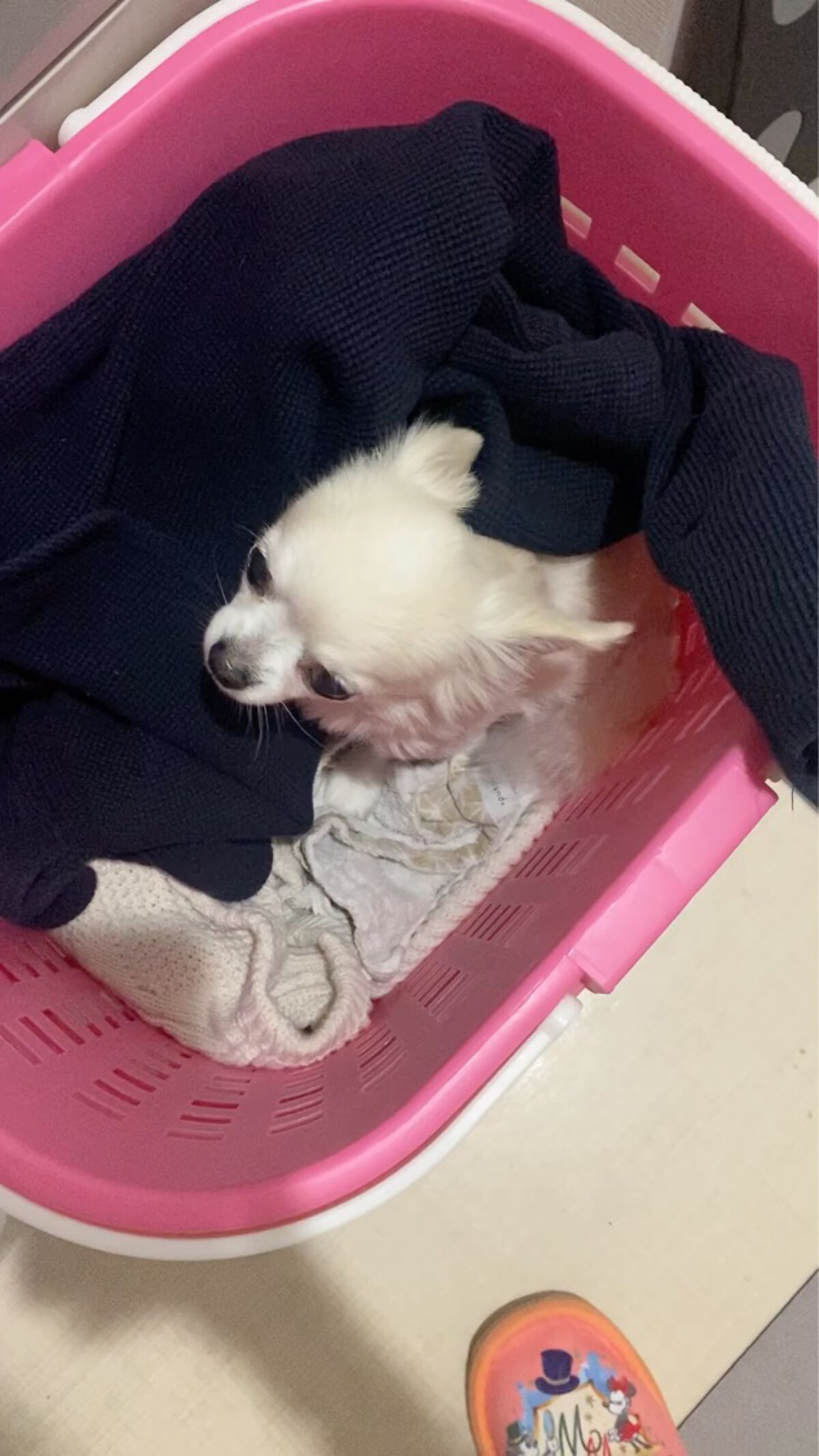 UVプロテクターパーフェクト/リサージ/日焼け止めジェルの動画クチコミ3つ目