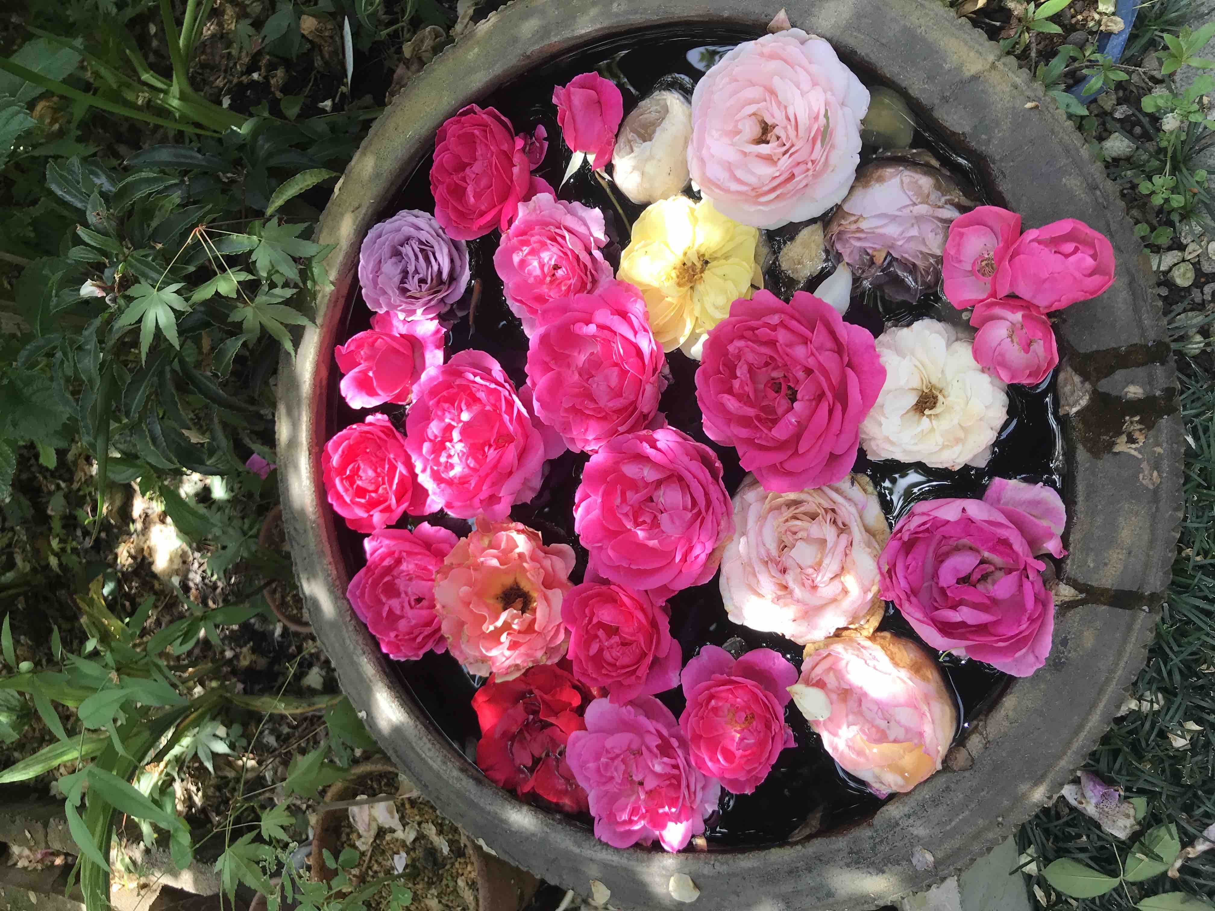 もも＠フォロバ