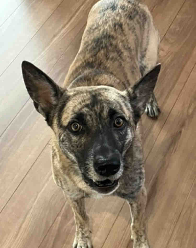 ☆*:.｡. Maria.｡.:*☆