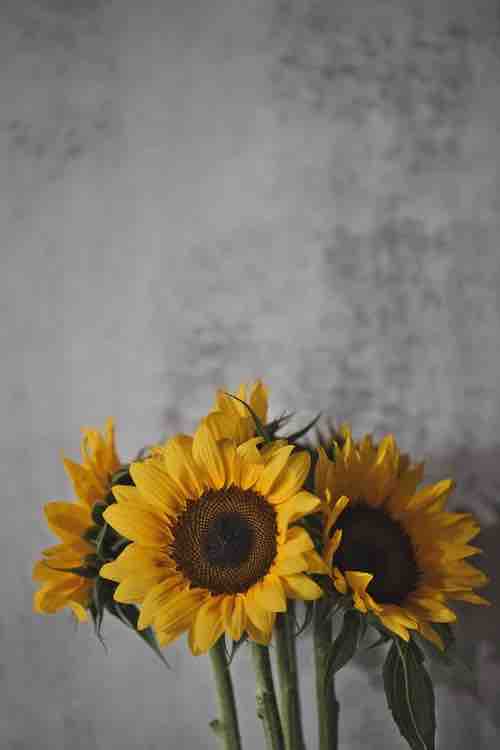 ゆゆみみっりん