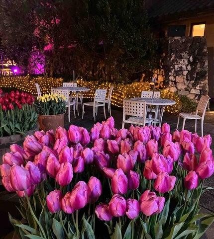 きくらげ🐠🫧フォロバ100✨