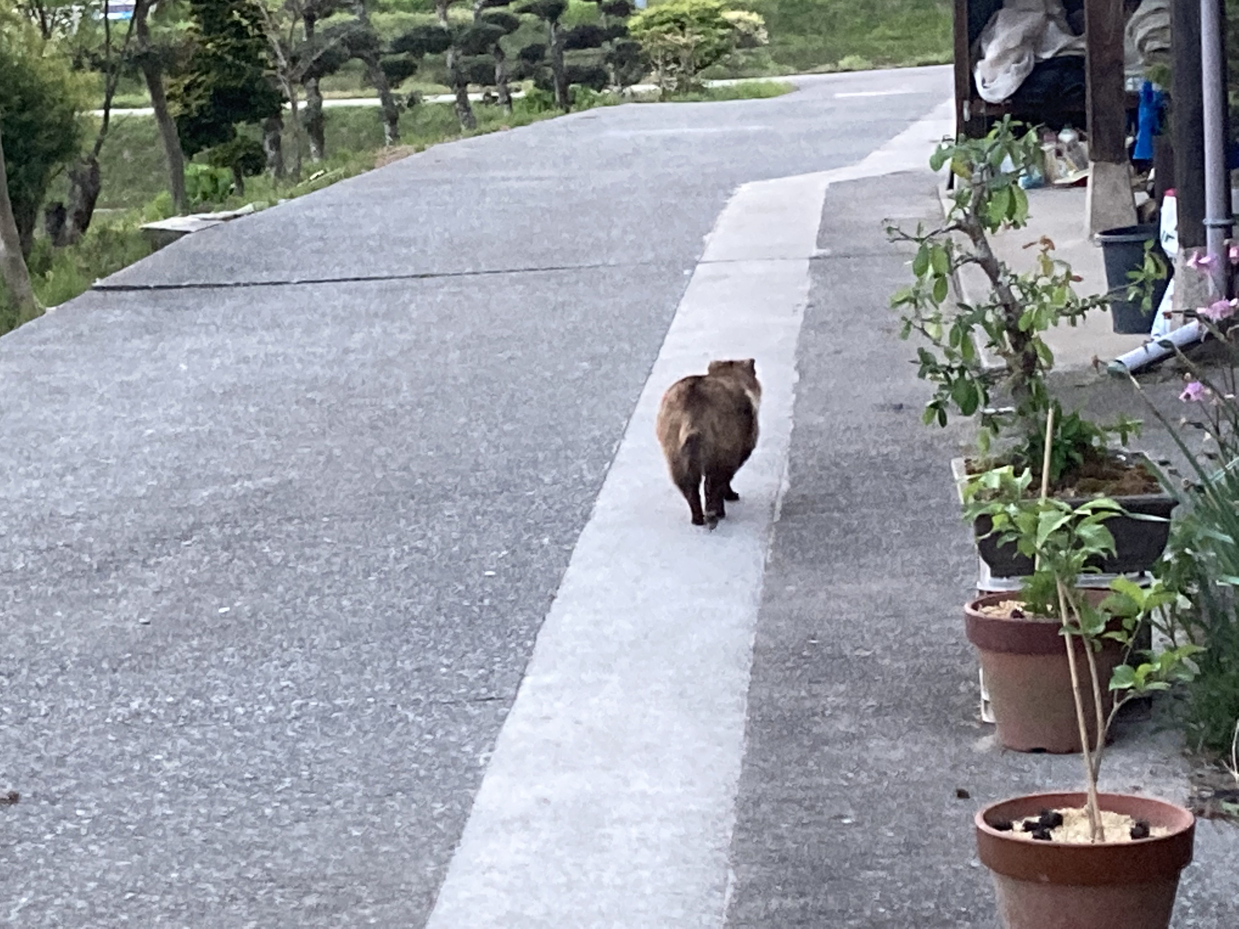 ぽんこつたぬき